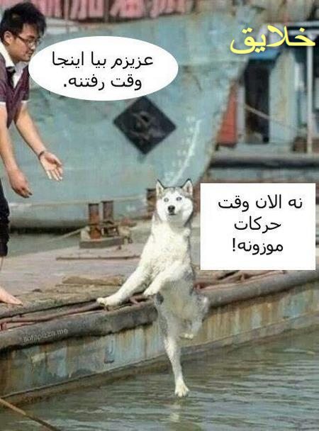 عکس حیوانات بامزه
