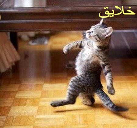 عکس حیوانات بامزه