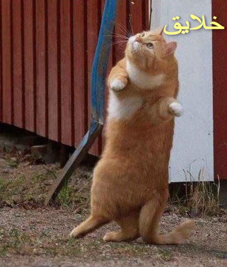 عکس حیوانات بامزه