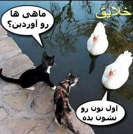 عکس حیوانات بامزه