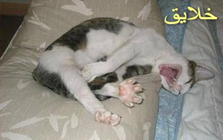 عکس حیوانات بامزه