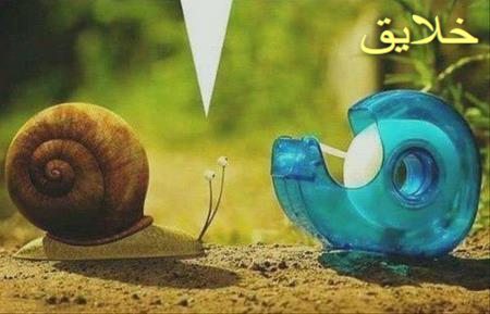 عکس حیوانات بامزه