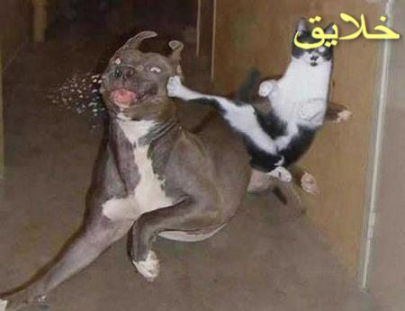 عکس حیوانات بامزه