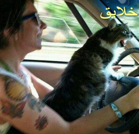 عکس حیوانات بامزه