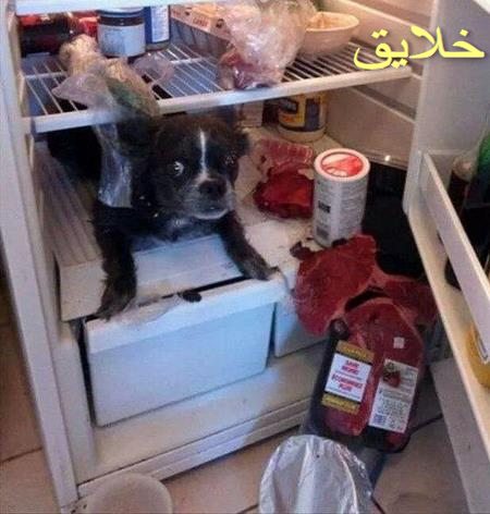 عکس حیوانات بامزه