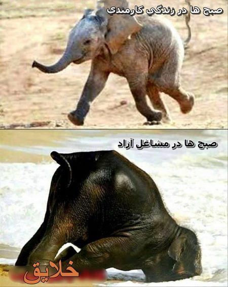 تصاویر خنده دار و جالب