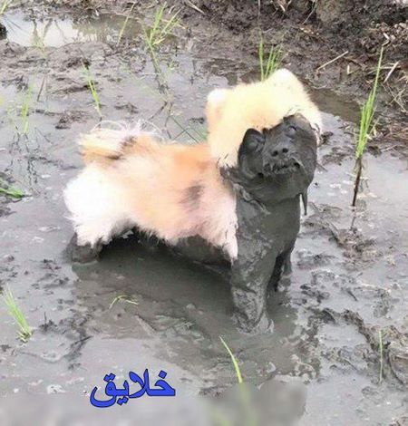 تصاویر خنده دار و جالب