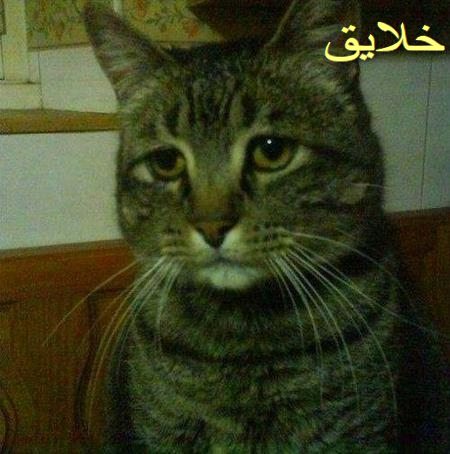 عکس حیوانات بامزه