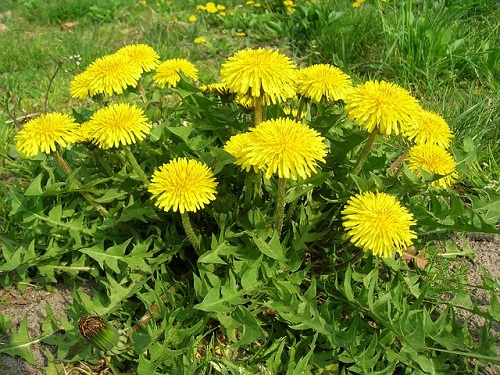 چای ریشه قاصدک