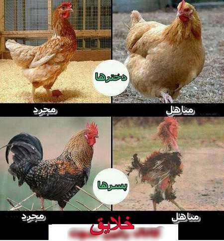 عکس های جالب و خنده دار