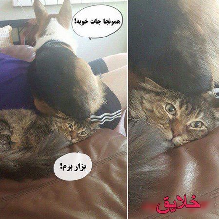 عکس های جالب و خنده دار