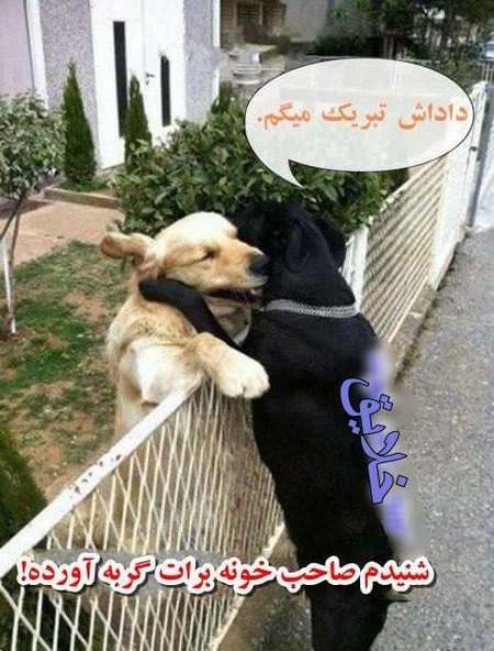 عکس های خنده دار و جالب