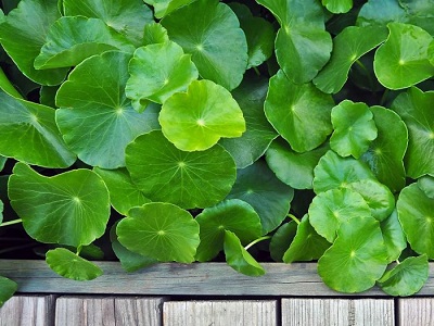 گیاهان دارویی برای تقویت استخوان